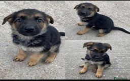 German Shepherd dogs for sale: 🐾 Beautiful  FEMALE –KC reg GERMAN SHEPHERDS 🐾 - Image 24