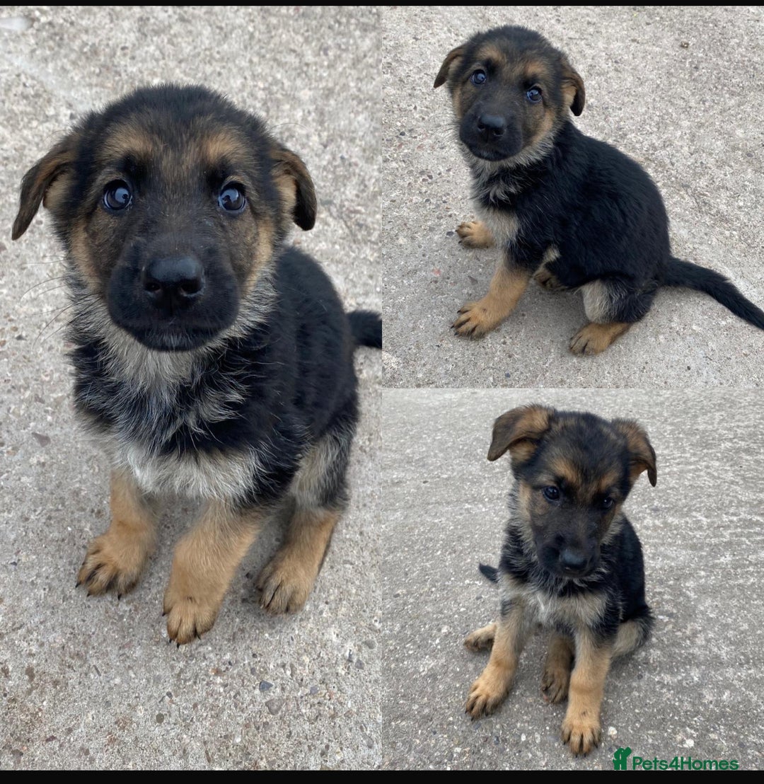 German Shepherd dogs for sale: 🐾 Beautiful  FEMALE –KC reg GERMAN SHEPHERDS 🐾 - Image 24