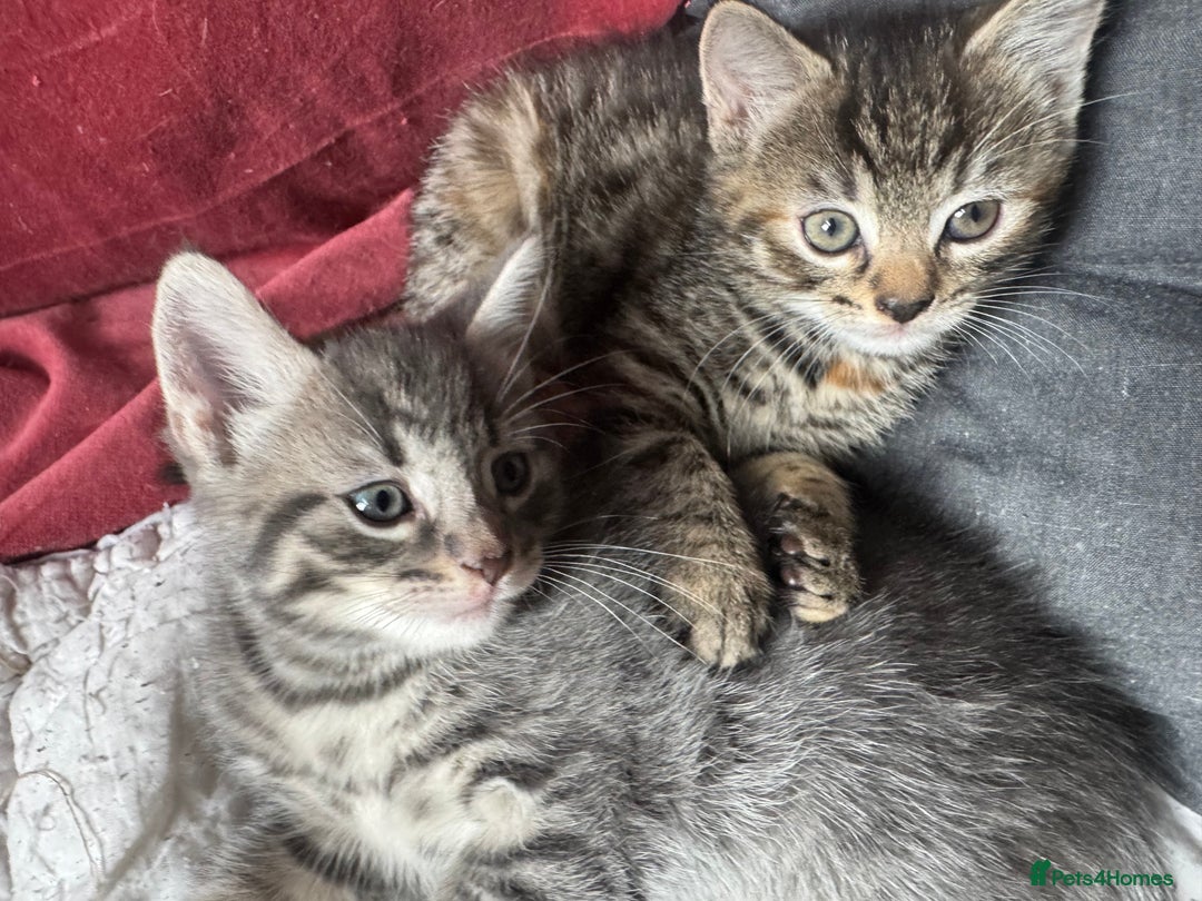 Mixed Breed cats for sale: Kittens (£250-£80) - Image 20
