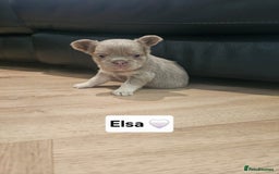 French Bulldog dogs for sale: French bulldog pups - Image 14