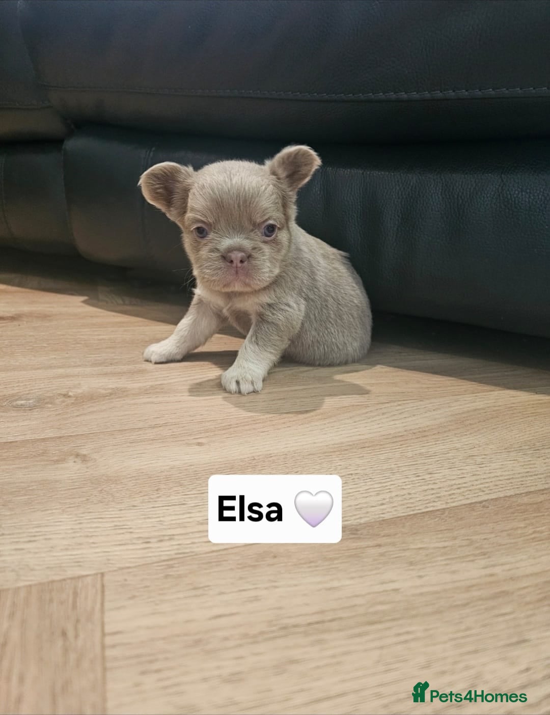 French Bulldog dogs for sale: French bulldog pups - Image 14