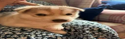 Saarloos Wolfdog dogs for sale: Amazing Low Content Wolfdog Puppy  - Advert 9