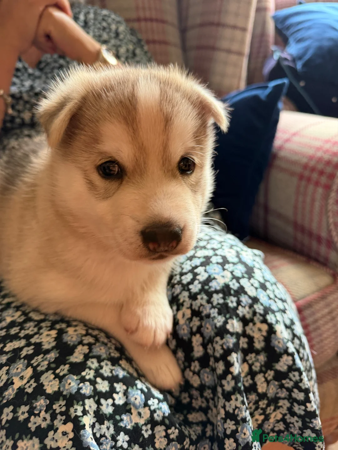 Saarloos Wolfdog dogs for sale: Amazing Low Content Wolfdog Puppy  - Advert 9