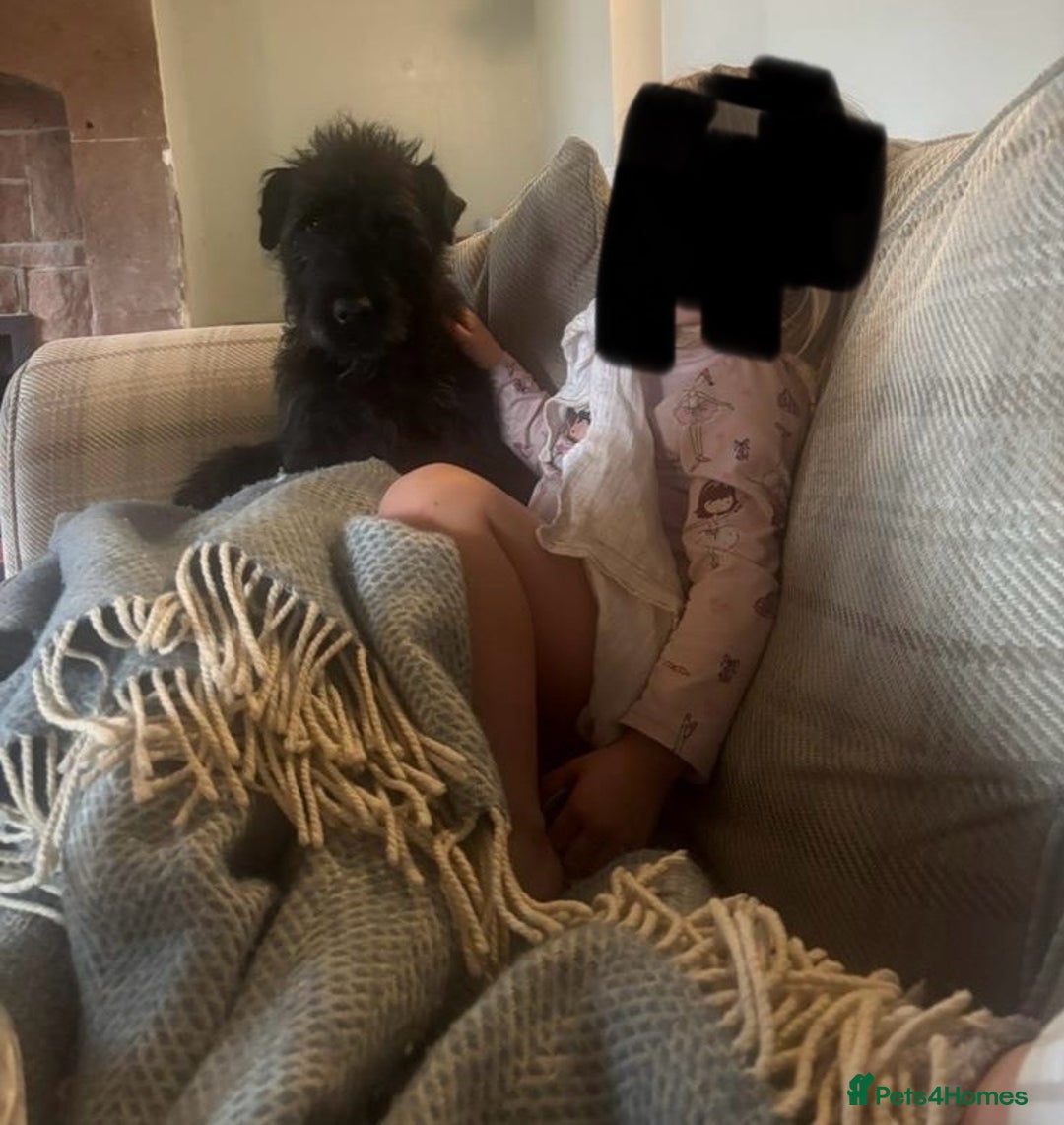 Patterdale Terrier dogs for sale: Stunning litter of patterdale puppies  - Image 9