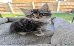 Domestic Shorthair cats for sale: Super stunning kittens - Image 6