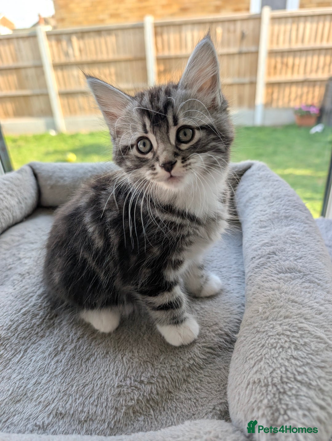 Domestic Shorthair cats for sale: Super stunning kittens - Image 6