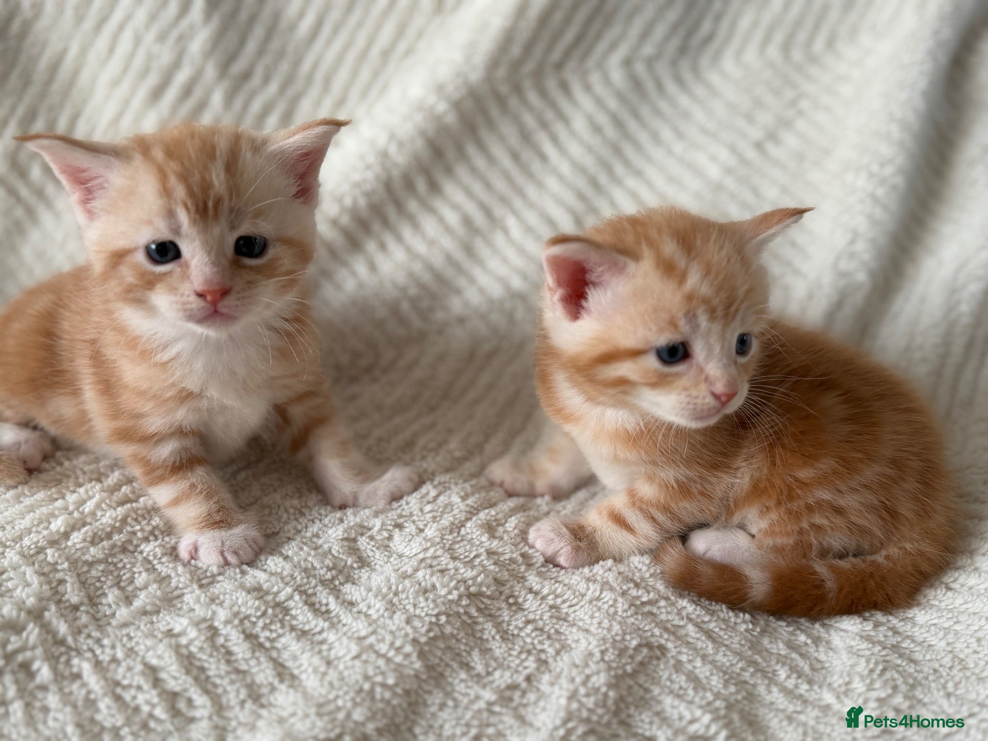 Maine Coon cats These lovely kittens are ready to go  - Advert 18