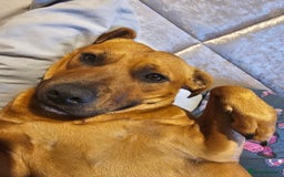 Mixed Breed dogs for sale: Bonnie - Image 6