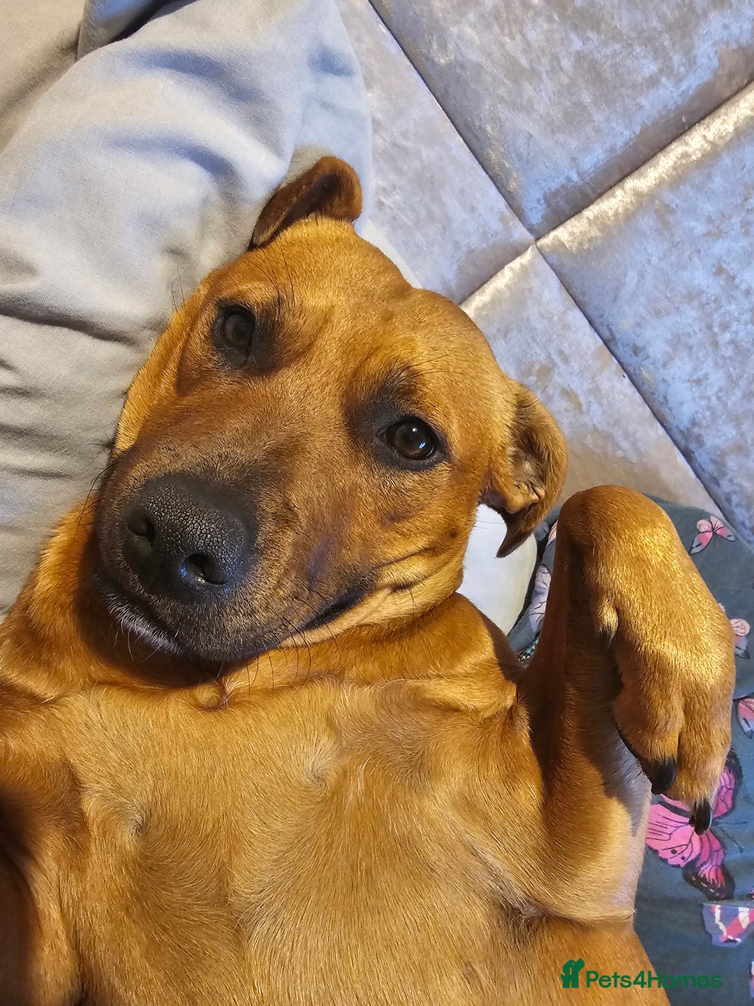 Mixed Breed dogs for sale: Bonnie - Image 6