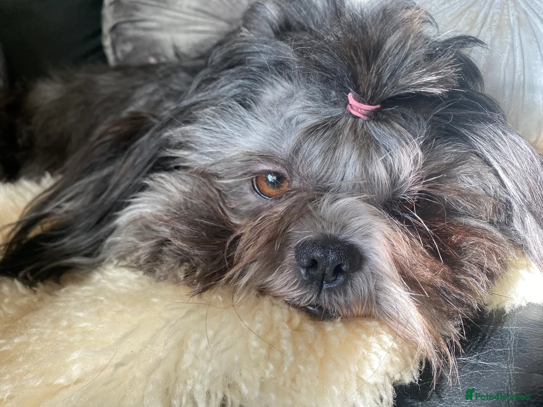 Shih Tzu dogs for sale: pure breed shih tzu puppy , only 1 left - Advert 6