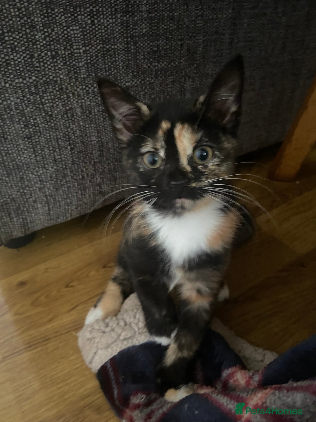 Bengal cats for sale: adorable bengal/tort kitties for sale - Image 9