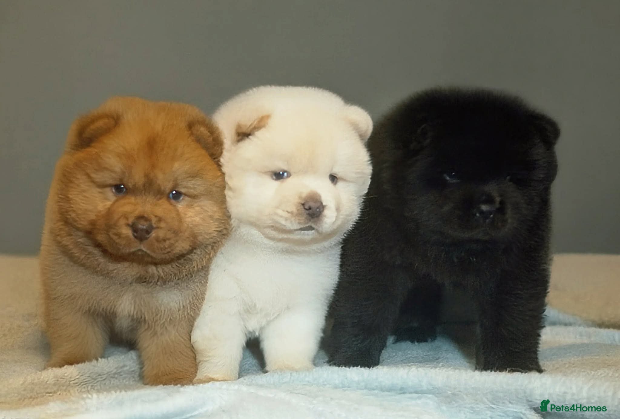 Chow Chow dogs Stunning chow chow puppies 🐻 - Advert 1