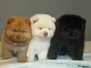 Chow Chow dogs Stunning chow chow puppies 🐻 - Advert 1