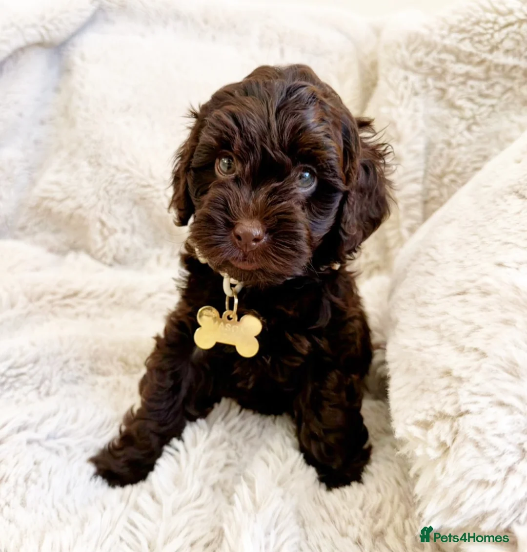 Labradoodle dogs for sale: Miniature Australian labradoodles  - Advert 1
