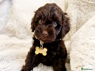 Labradoodle dogs Miniature Australian labradoodles - Advert 7