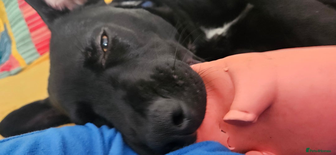 Mixed Breed dogs for sale: Lab-Staffy cross 8 months - Image 28