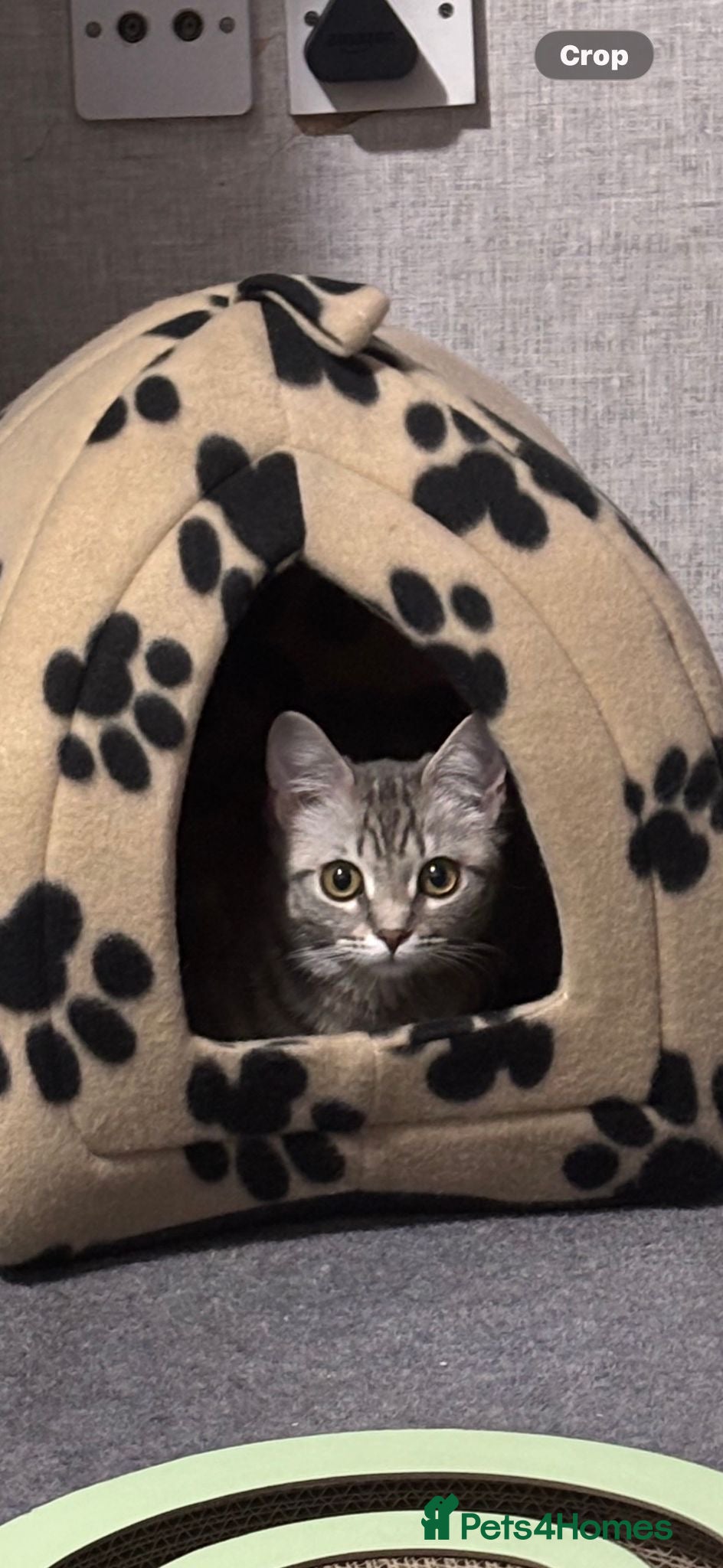 Mixed Breed cats Bengal x ragdoll kitten  - Advert 1