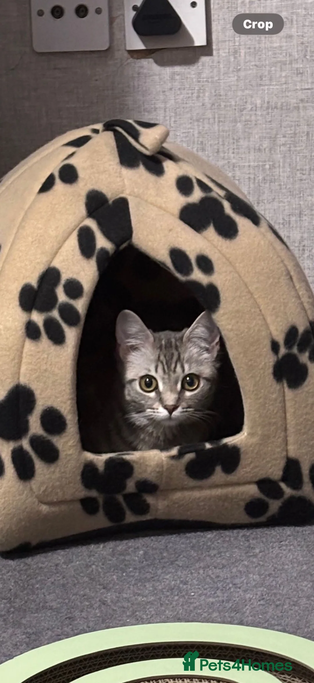 Mixed Breed cats for sale: Bengal x ragdoll kitten  - Advert 1