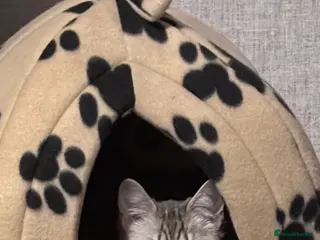 Mixed Breed cats Bengal x ragdoll kitten - Advert 9