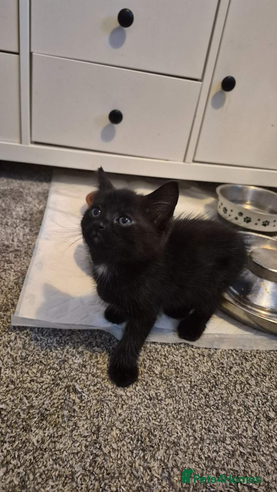 Mixed Breed cats for sale: Gorgeous brother and sister black & white kittens - Advert 2