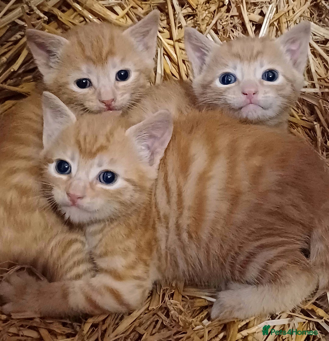 Domestic Shorthair cats for sale: Friendly Farm Bred Kittens,Ready To Leave Now 🐾 - Image 6