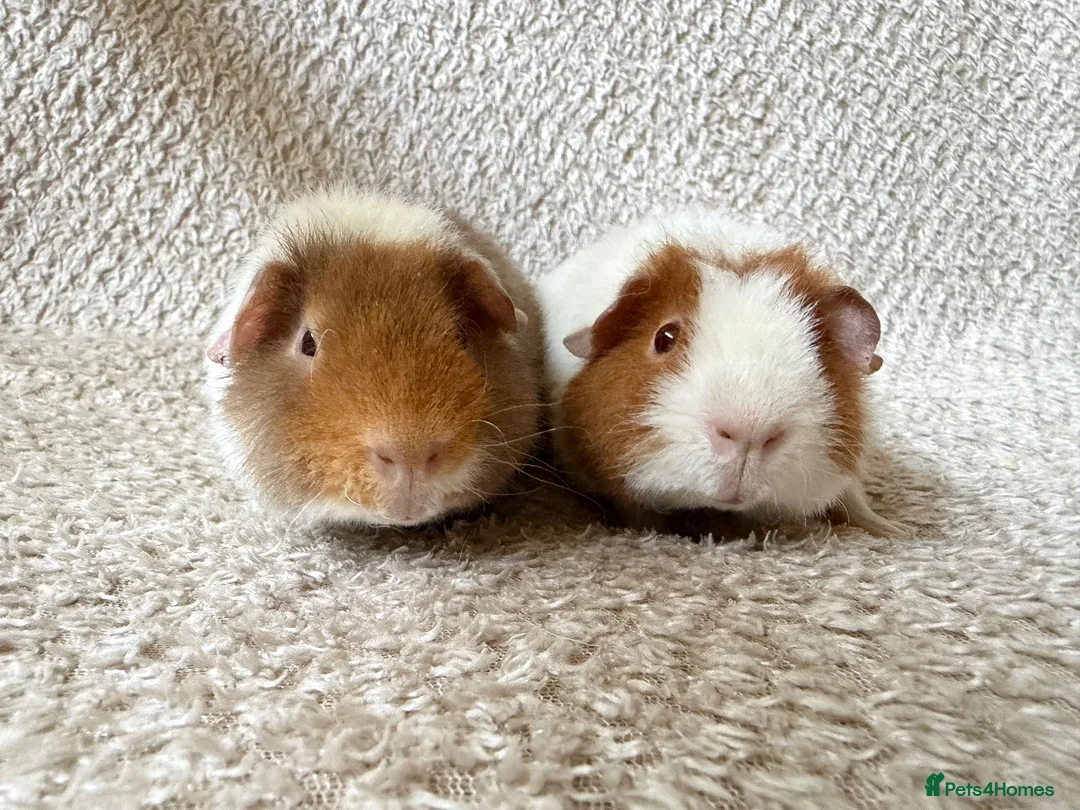 Guinea Pig rodents for sale: Pure breed Teddy guinea pigs  - Advert 2