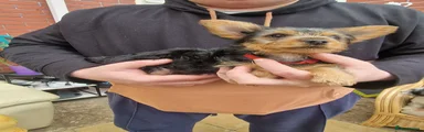 Yorkshire Terrier Puppy 3