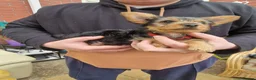 Yorkshire Terrier dogs for sale: 4 puppies left to sell - Advert 3