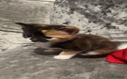 Mixed Breed cats for sale: Beautiful kittens  - Image 6