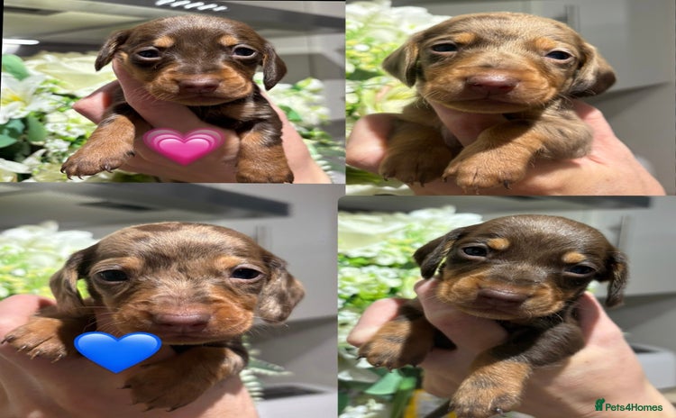 Miniature Dachshund dogs - Advert 1