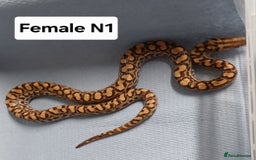 Boa Snake reptiles for sale: Brazilian Rainbow Boa's T-Albino - Advert 7