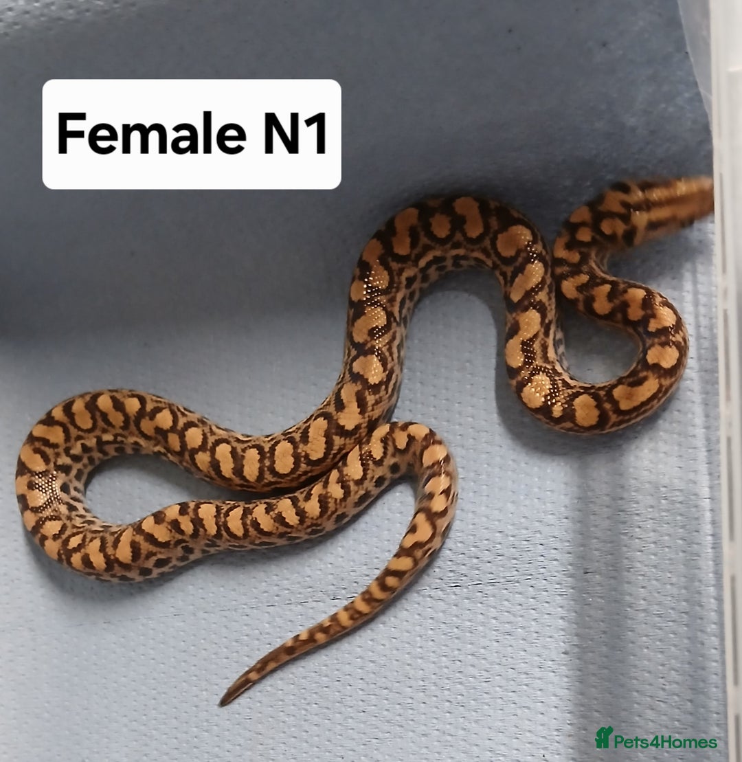 Boa Snake reptiles for sale: Brazilian Rainbow Boa's T-Albino - Advert 7