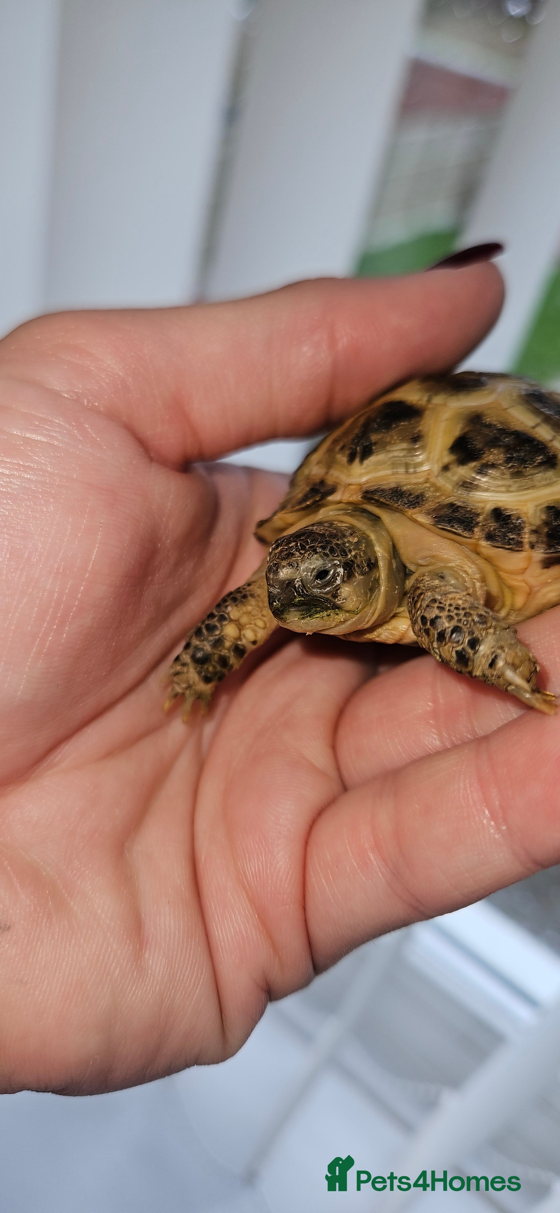 Tortoise reptiles Horsefield tortoise & setup - Advert 1