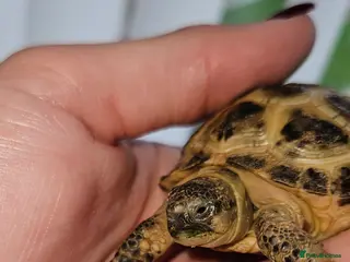 Tortoise reptiles Horsefield tortoise & setup - Advert 1