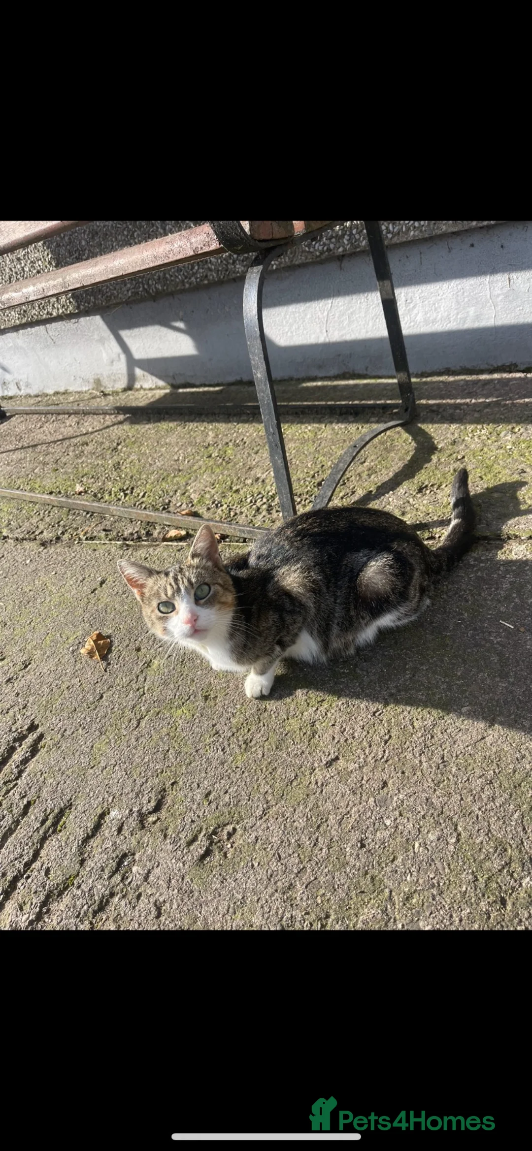 Mixed Breed cats for sale: Litter of kittens for sale - Advert 4