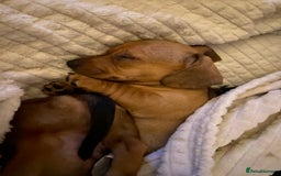 Dachshund dogs for sale: Miniature dachshund puppies  - Image 10