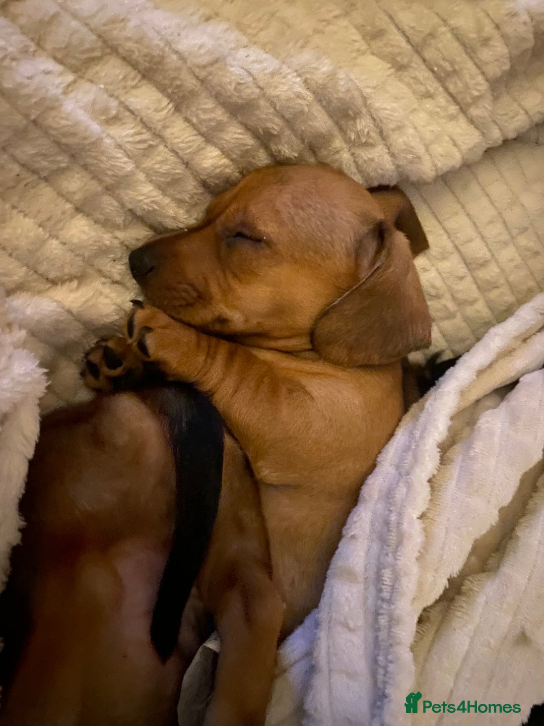 Dachshund dogs for sale: Miniature dachshund puppies  - Image 10