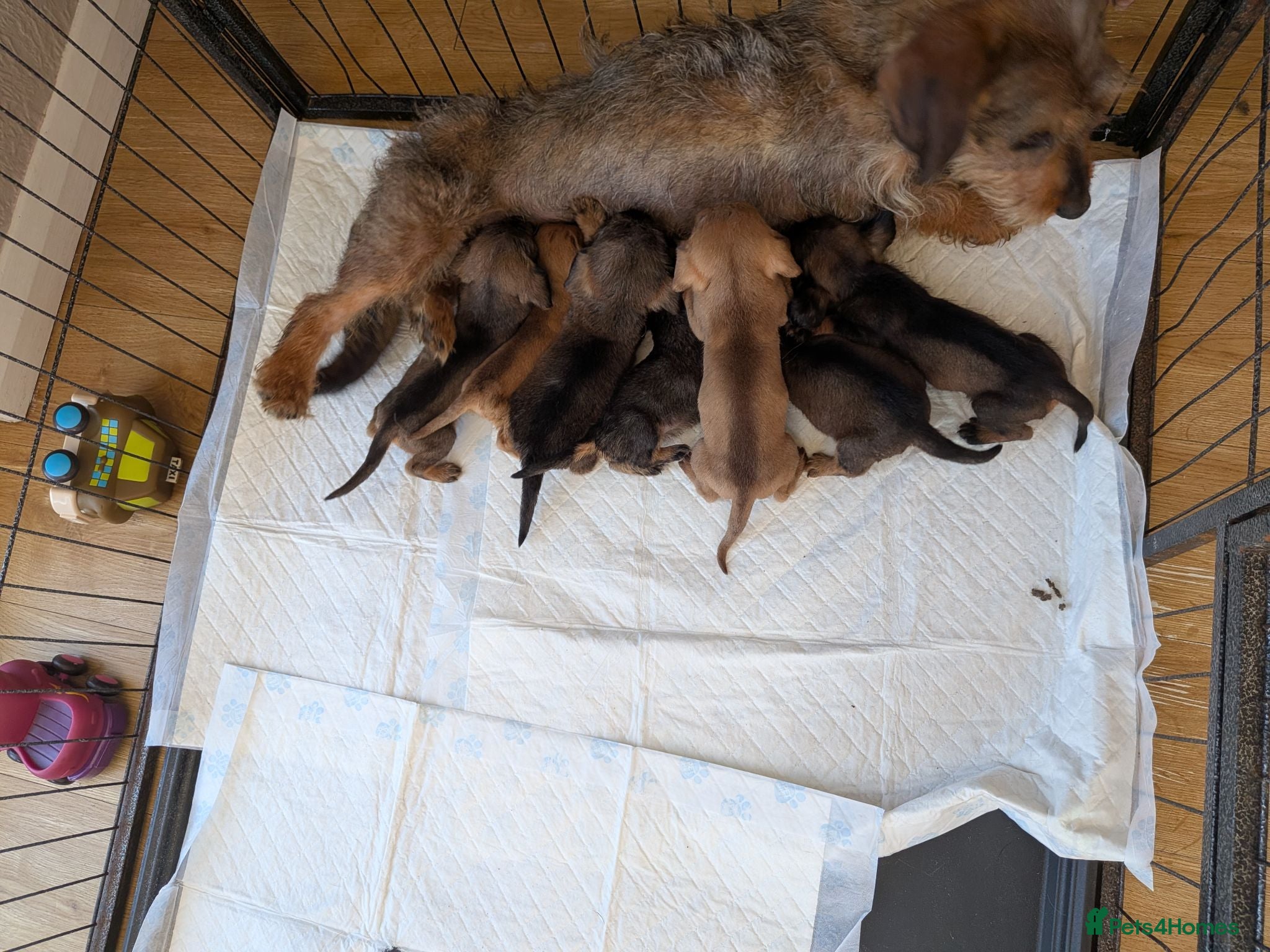 Mixed Breed dogs 3/4 dachshund 1/4 jack Russell - Advert 5