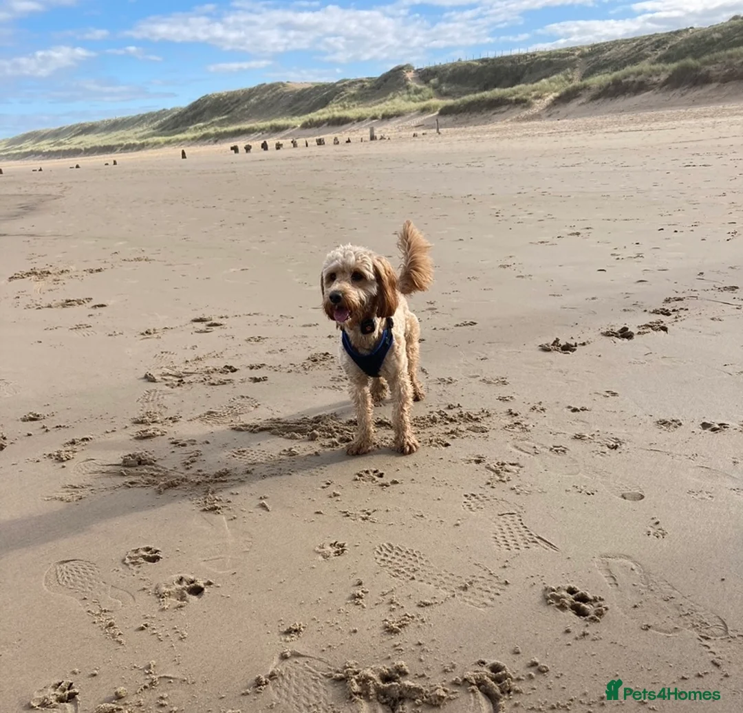 Cockapoo dogs for stud: Cockapoo stud in Durham - Advert 15