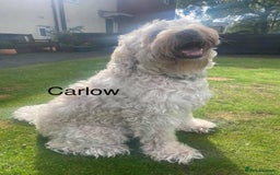Labradoodle dogs for sale: Labradoodle 12th+ generation  - Image 11