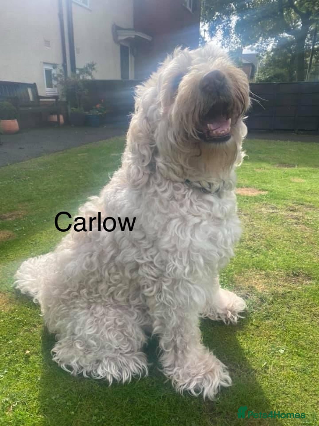 Labradoodle dogs for sale: Labradoodle 12th+ generation  - Image 11