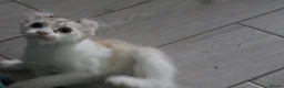 American Curl cats for sale: Beautiful, playful Rare American Curl Kittens - Advert 28