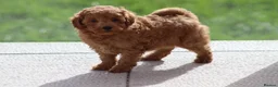 Cavapoochon dogs for sale: Cavapoochon puppies for sale Fox Red  - Advert 34