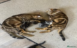 Bengal cats for sale: Gorgeous Half Bengal Female - Image 8
