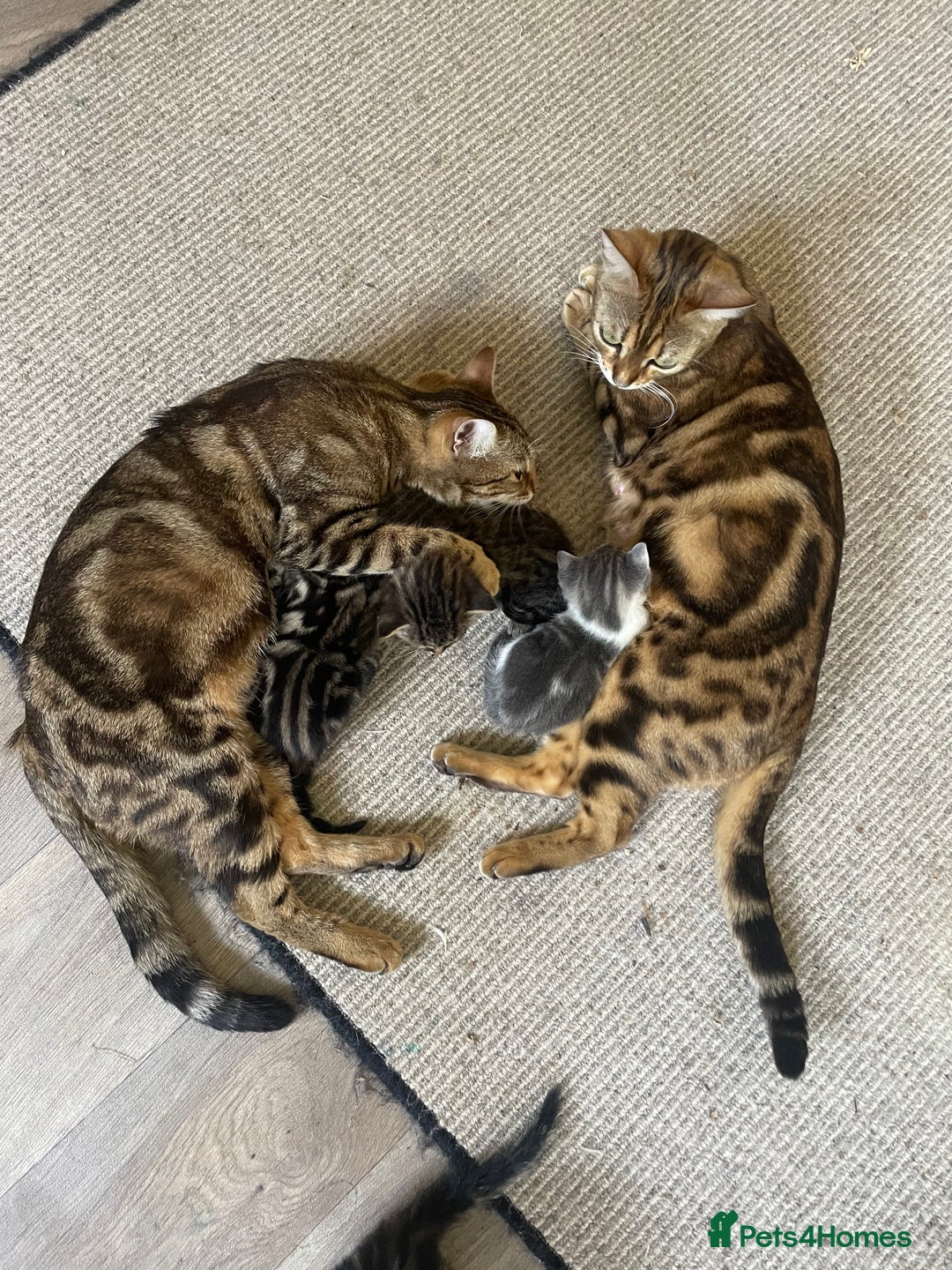 Bengal cats for sale: Gorgeous Half Bengal Female - Image 8