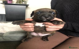 Staffordshire Bull Terrier dogs for sale: Staffordshire bull terrier puppies - Image 12