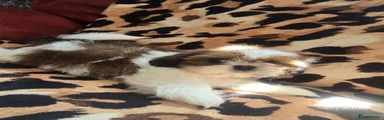 Shih Tzu 2