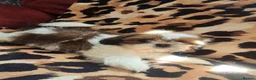 Shih Tzu dogs for sale: 4 shit tzu puppy's  - Advert 6