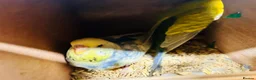 Budgerigars birds for sale: Various proven breeding pair budgies  - Advert 4