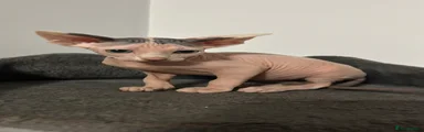 Sphynx Kitten 4 pink boy